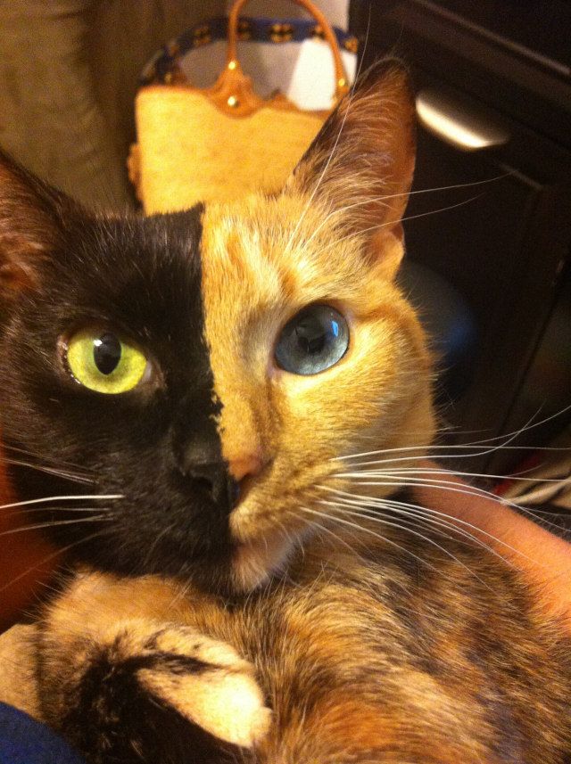 ♥ //This is Venus, a three year old chimera cat. Chimera cat is one indivi