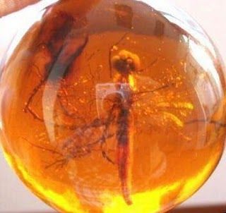 A dragonfly in amber.