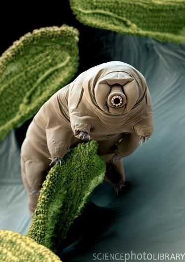 A new favorite creature in space + everyplace- Tardigrade! 'This little crit