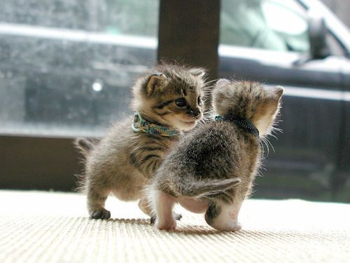 Baby kittens play!