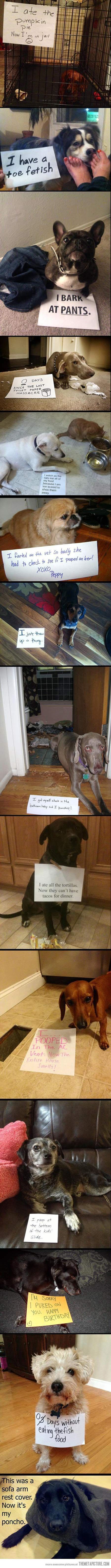 Best of Dog Shaming…it's so funny how sad the dogs look in the picture