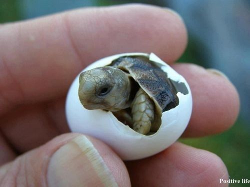 Brand new turtle!