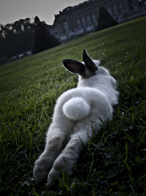 Bunny butt!