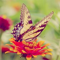 Butterfly,…