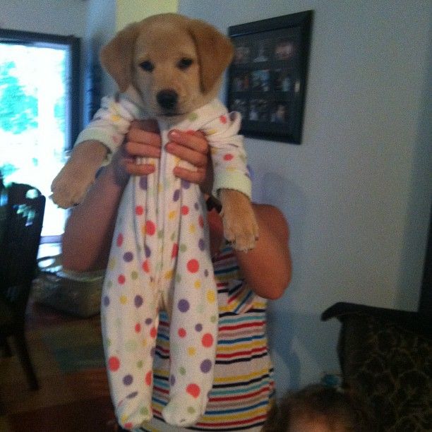 Can't handle it. A puppy in footy pajamas.