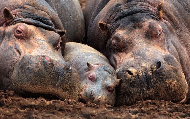 Co-sleeping Hippos