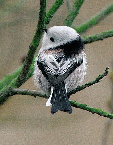 Codibugnolo – One of the world's cutest birds!