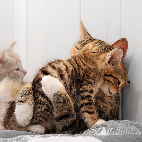 Cuddle Cuddle!