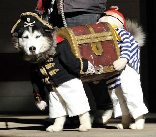 Dog Halloween costume.