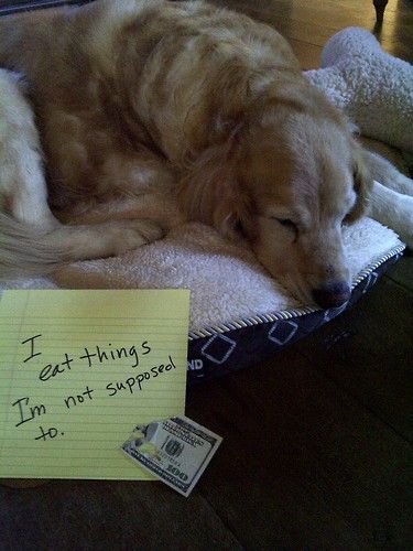Dog Shame
