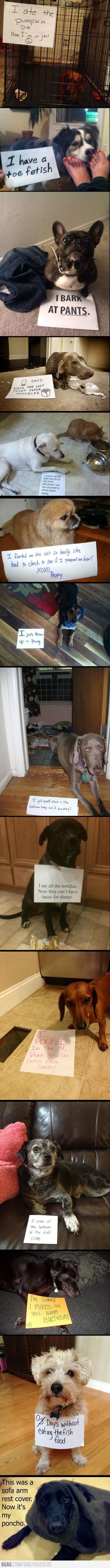 Dog shaming – hahahah