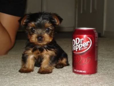 Dr. Pepper Puppy