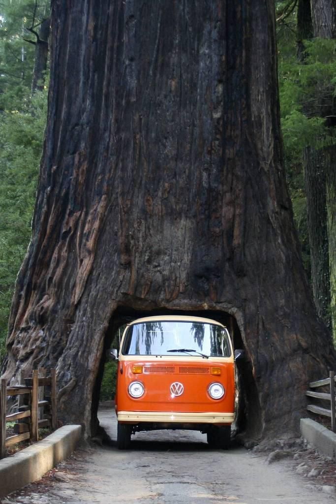 Drive through tree, Sequoia National Park / California