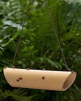 Easy to DIY ladybug feeders. Bait bamboo with a raisin to lure them to your gard