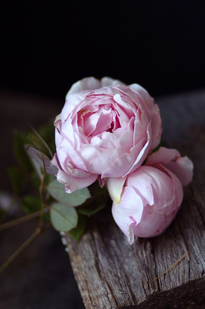 English Rose: Brother Cadfael – often mistaken for peonies. Sigh, so beautiful!