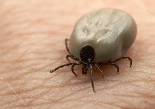 GOOD TO KNOW! Tick Removal:  A nurse discovered a safe, easy way to remove ticks