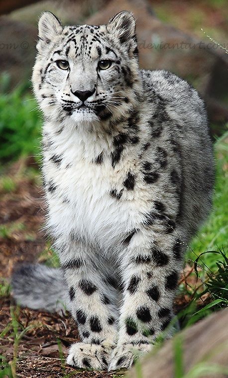 Georgeous Baby Snow Leopard