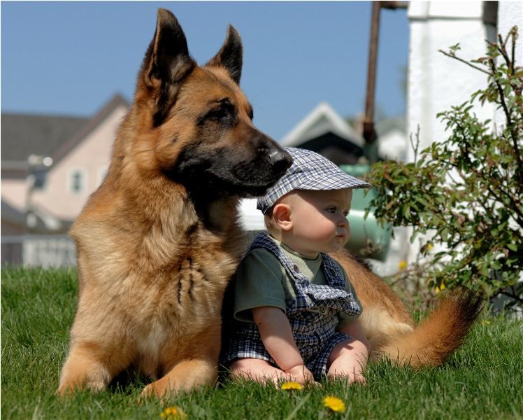 German sheperds are wonderful and loyal family dogs!