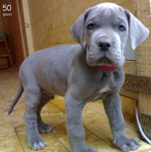 Great Dane puppy :)