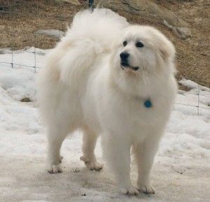 Great Pyrenees | Great Pyrenees more characteristics3