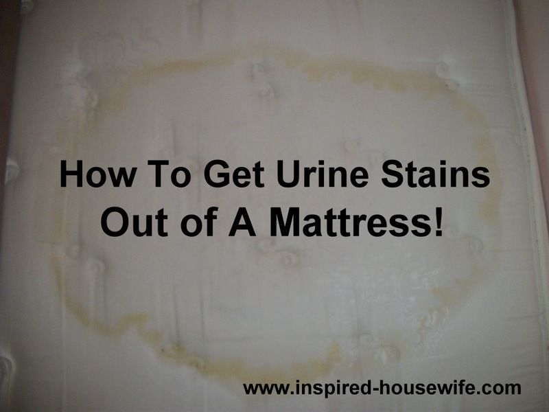 Gross but necessary tip: An inexpensive and safe way to get pee/urine stains and