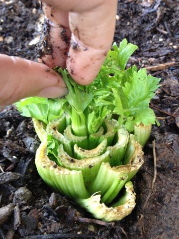 Grow your own celery from your remains from the store. Just chop of the base and