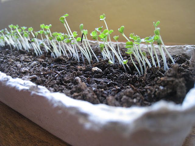 Grow your own spinach indoors all winter!