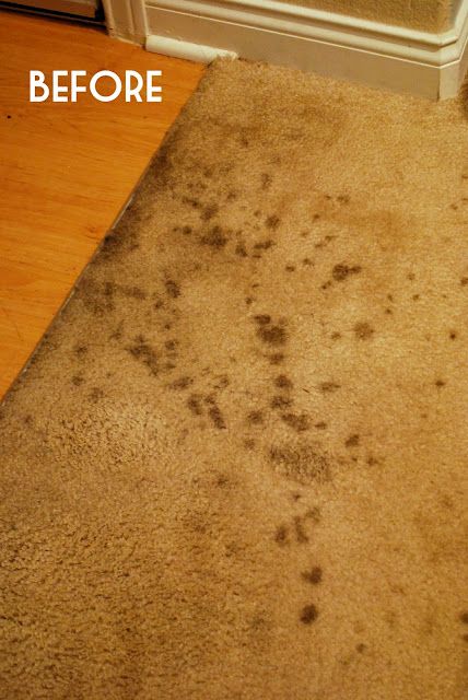 Homemade Carpet Cleaner…a must try!