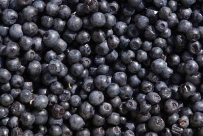 How to Grow Blueberry Plants From Seed (using frozen blueberries)