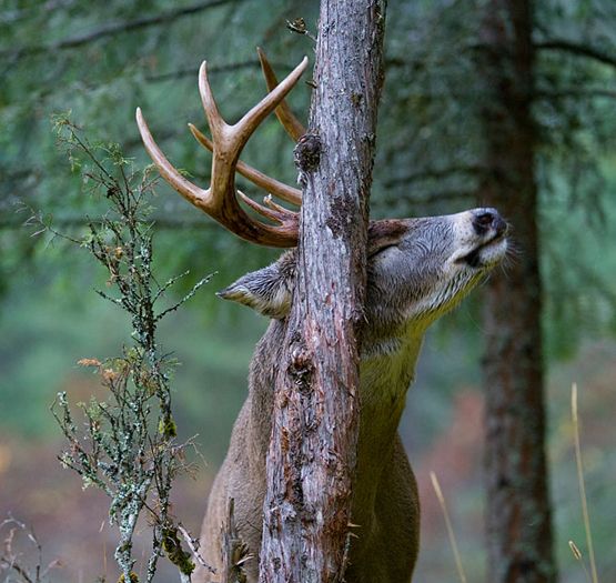 How to Read a Rub and Find a Buck Fast | Field & Stream