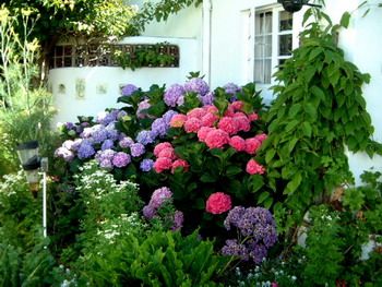 How to change the color of hydrangeas