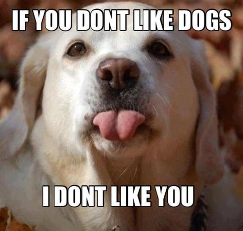 If you don't like dogs… #funny #dogs #truth #lol #dogmeme #funnydogs