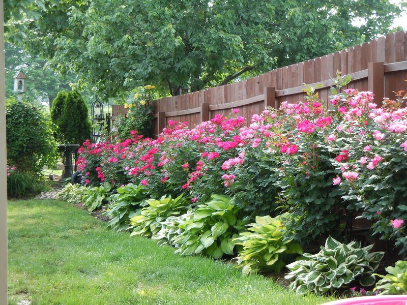 Knockout roses and hostas planted along fence  // Great Gardens & Ideas //
