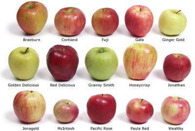 Know which Apple to use while making Caramel Apples with this Apple Reference. W