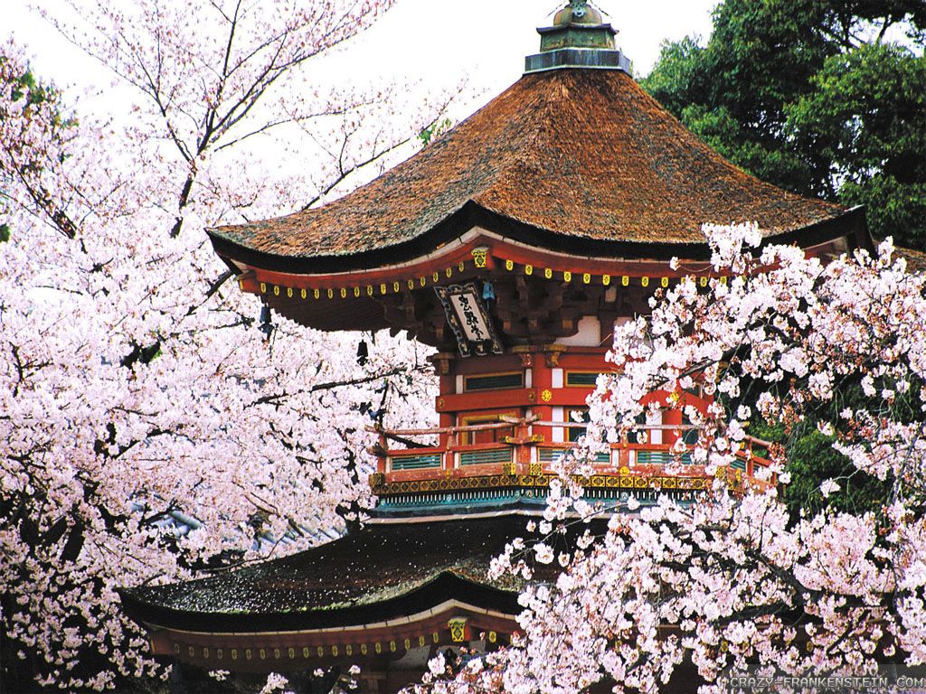 Kyoto (Cherry Blossoms)