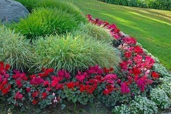 List of Low Maintenance Plants – to read later