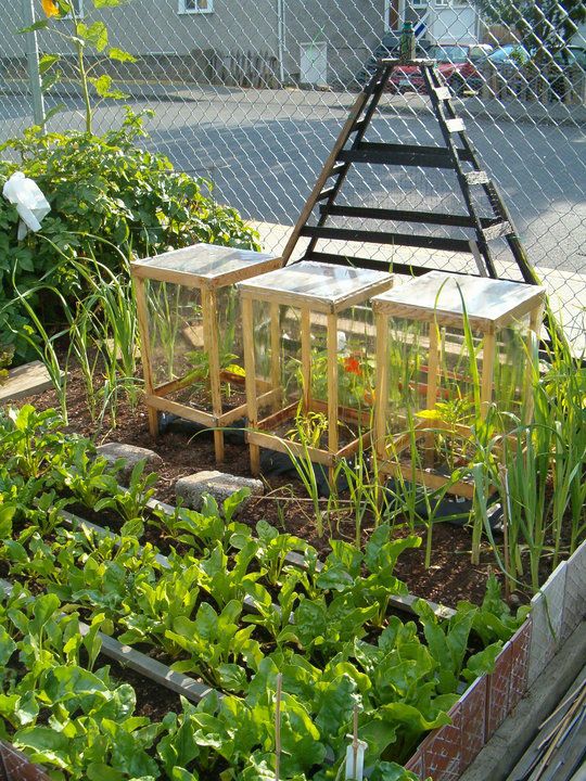 Little portable greenhouses (each one is covering a bell pepper plant). Made wit