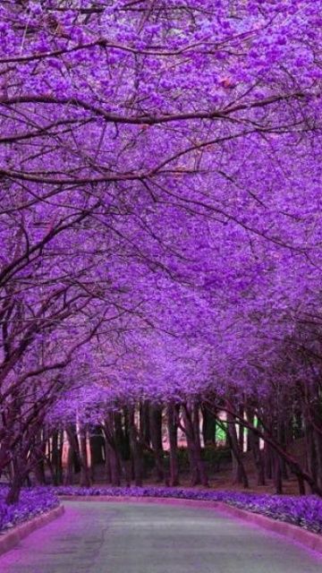 Magnificent Purple Path