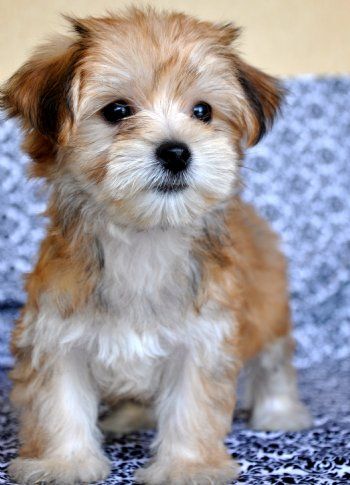 Morkie = Maltese + Yorkie