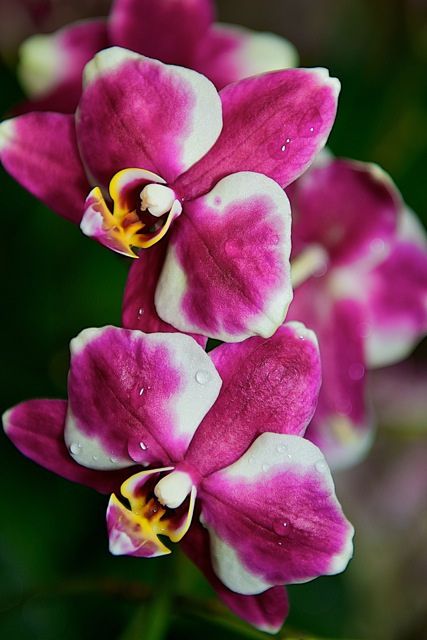Orchids, orchids, orchids…#orchidshow #nybotanicalgarden