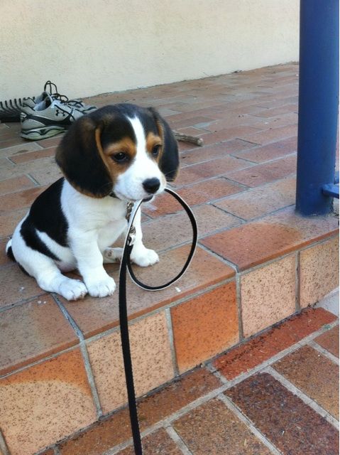 Patient beagle.