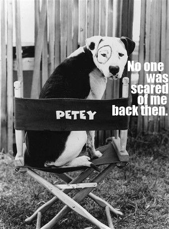 Petey the beloved Pit Bull – dog from the Little Rascals