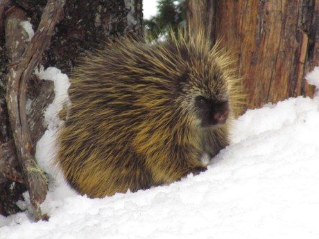 Porcupine! At Mt. Rainier