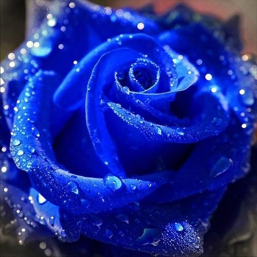 ROSES ARE BLUE