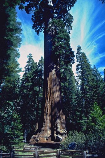 Redwood Forest #Redwood Forest #Trees