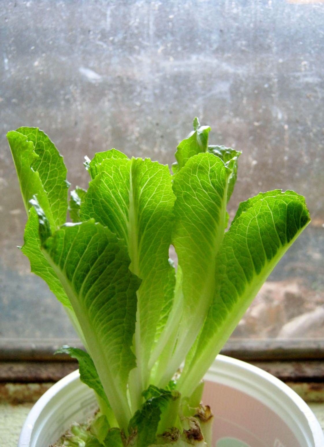 Regrowing Romaine from Grocery Store Leftovers
