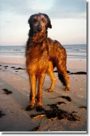 Scottish Deer Hound. Love this breed as much as the Irish Wolf Hounds animals