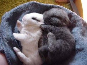 Sleeping baby bunnies