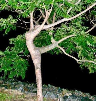 The dancing tree.
