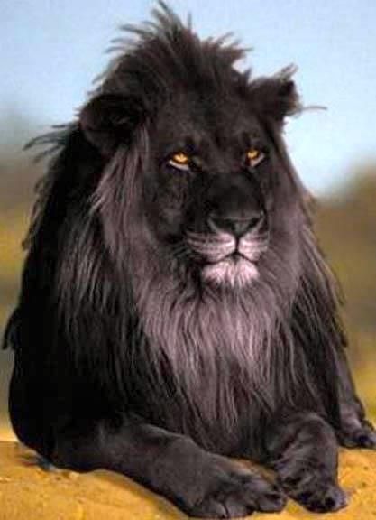The opposite of albinism called melanism, a recessive trait where the skin and f